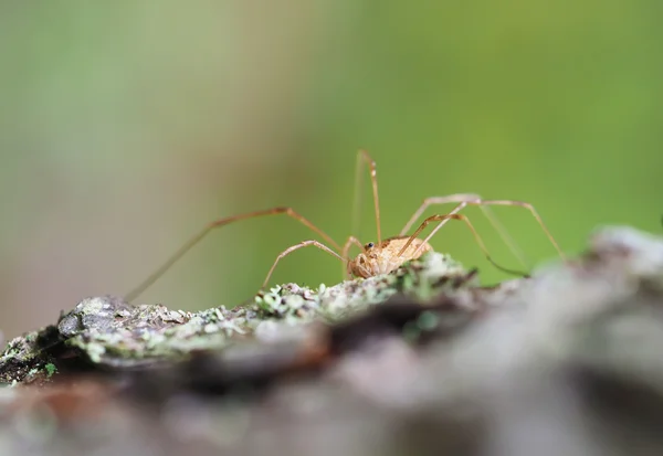 Паук opiliones — стоковое фото