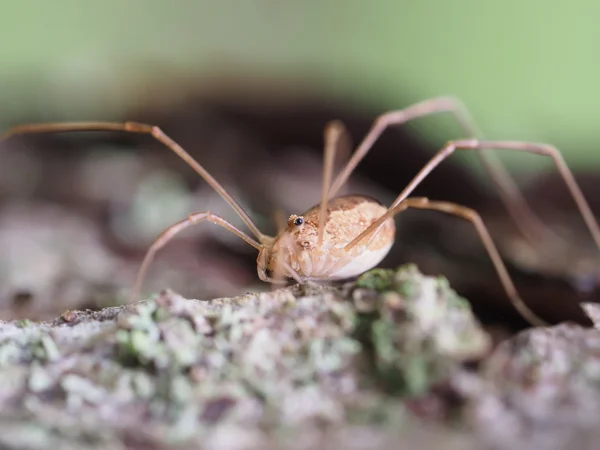 Opiliones araignée — Photo