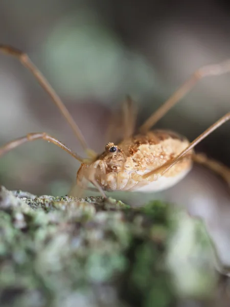 Araña Opiliones — Foto de Stock