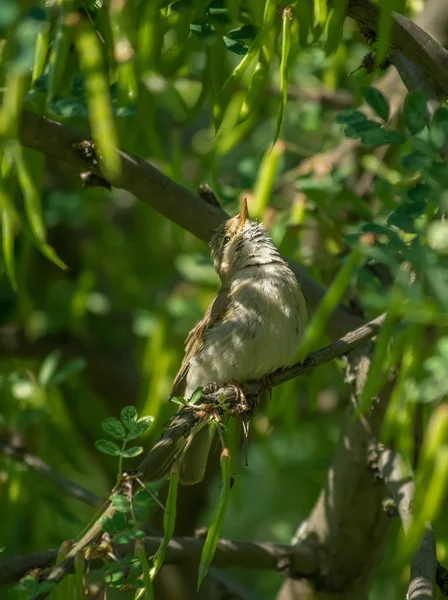 Птица-камышовка — стоковое фото