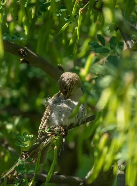 Skogssångare fågel på ett träd — Stockfoto