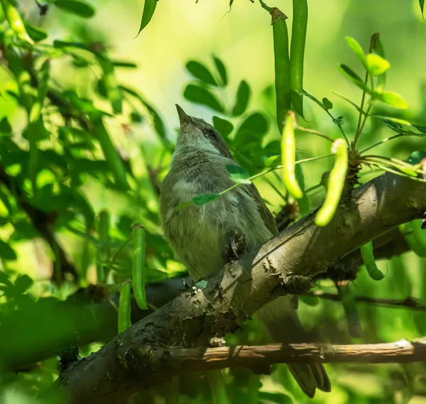 Grasmücke Vogel auf einem Baum — Stockfoto