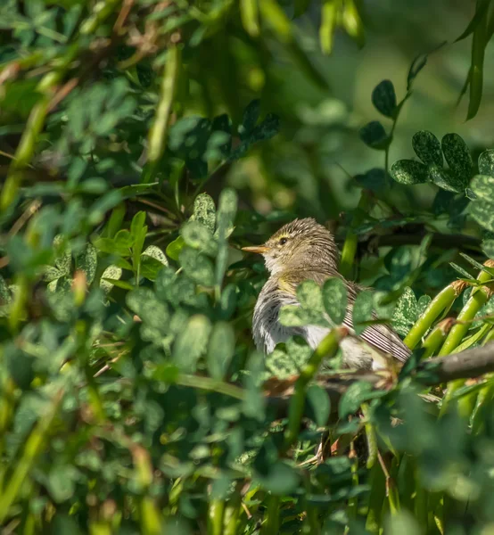 Pássaro warbler em uma árvore — Fotografia de Stock