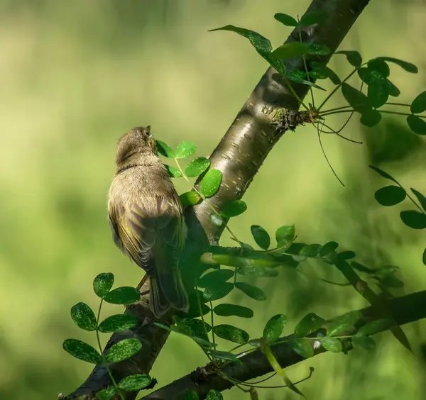 Sperling auf einem Baum — Stockfoto