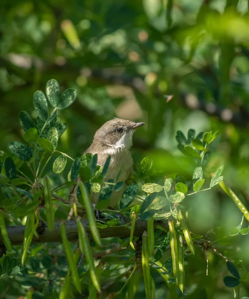 Ruiseñor pájaro en un árbol — Foto de Stock