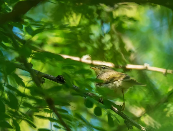 Grasmücke Vogel auf einem Baum — Stockfoto