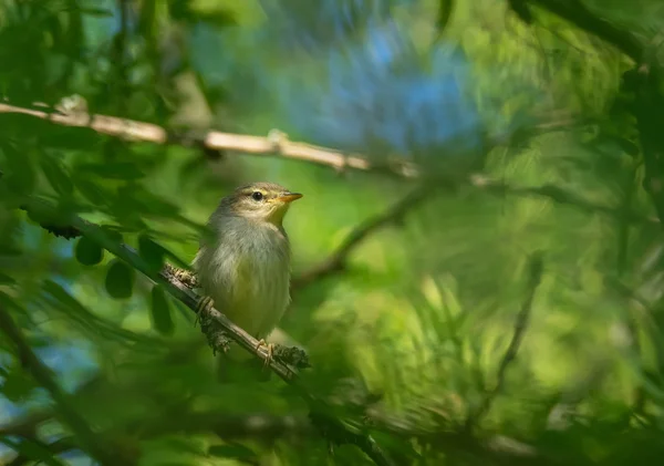 Skogssångare fågel på ett träd — Stockfoto