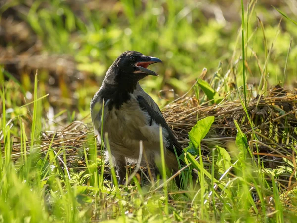 Kråka på gräs — Stockfoto