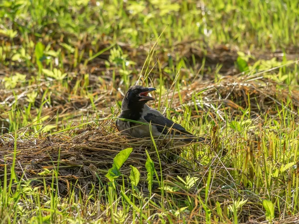 Kråka på gräs — Stockfoto