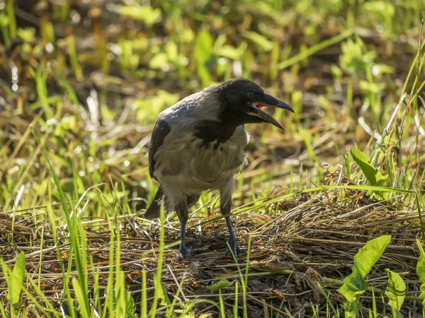 Vrána na trávě — Stock fotografie