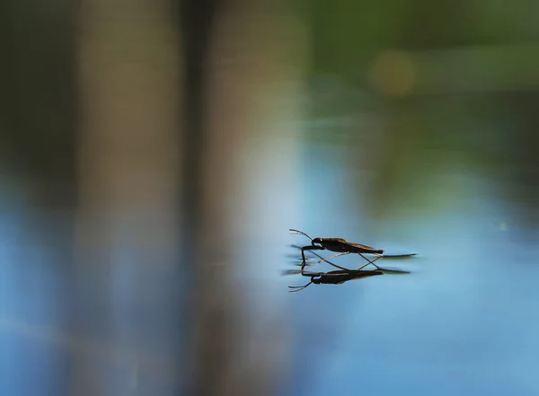 Teichskater auf dem Wasser — Stockfoto