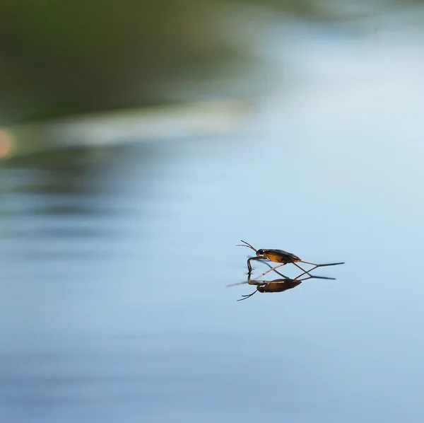 Lagoa patinador na água — Fotografia de Stock