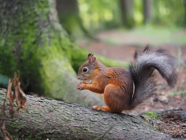 Ekorre i skogen — Stockfoto