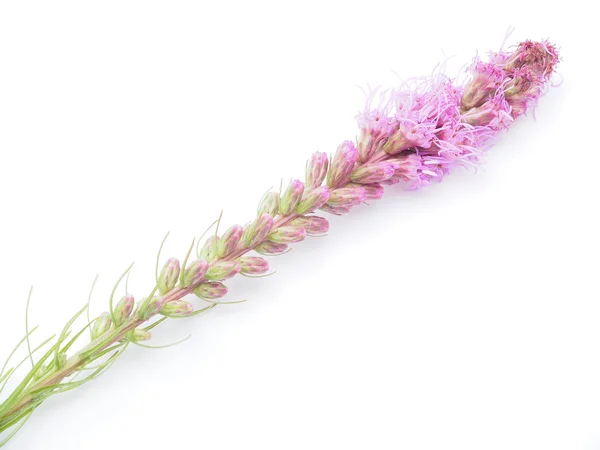 Pink flowers on a white background — Stock Photo, Image