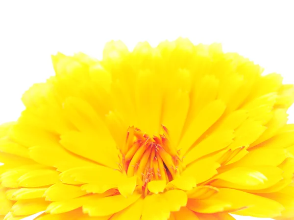 Marigold çiçek beyaz zemin üzerine — Stok fotoğraf