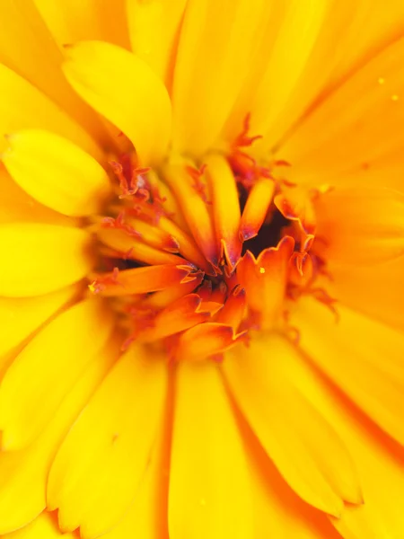 Marigold flower close-up — Stock Photo, Image