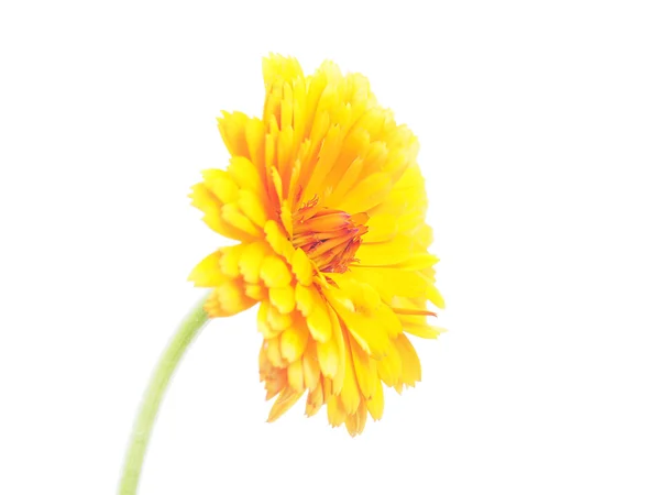 Marigold çiçek beyaz zemin üzerine — Stok fotoğraf