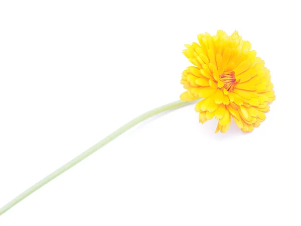 Marigold flowers on a white background — Stock Photo, Image