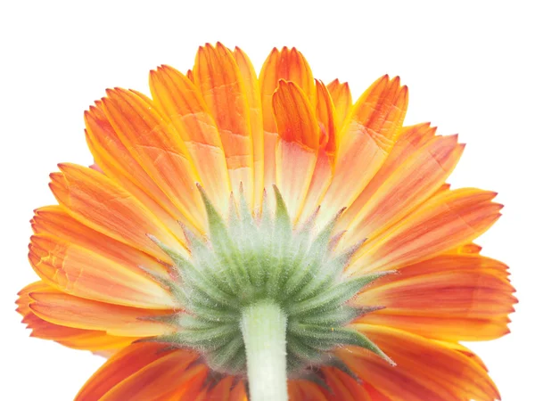 Fiori di calendula su sfondo bianco — Foto Stock