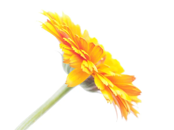 Marigold flowers on a white background — Stock Photo, Image