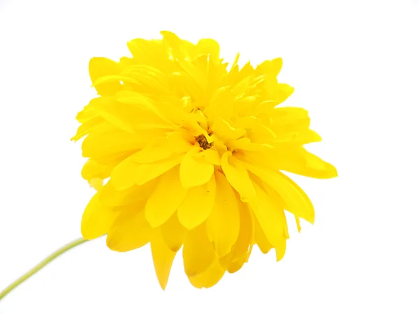 Golden Ball or Rudbeckia isolated white background — Stock Photo, Image