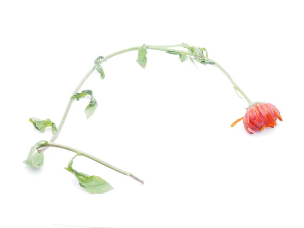 Flores de caléndula sobre un fondo blanco —  Fotos de Stock