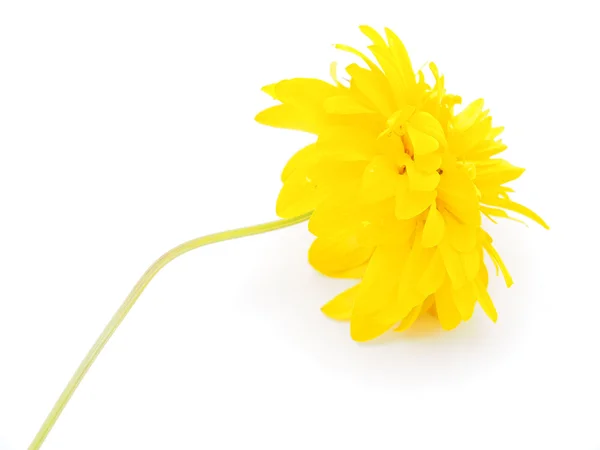 Golden Ball or Rudbeckia isolated white background — Stock Photo, Image