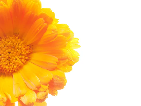 Marigold flowers on a white background — Stock Photo, Image