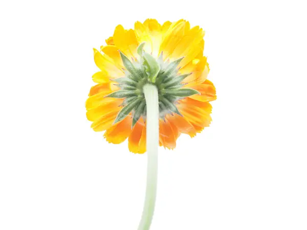 Marigold çiçek beyaz zemin üzerine — Stok fotoğraf