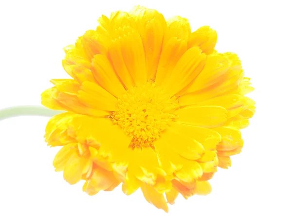 Marigold çiçek beyaz zemin üzerine — Stok fotoğraf