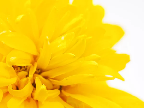 Gouden bal of Rudbeckia geïsoleerd witte achtergrond — Stockfoto