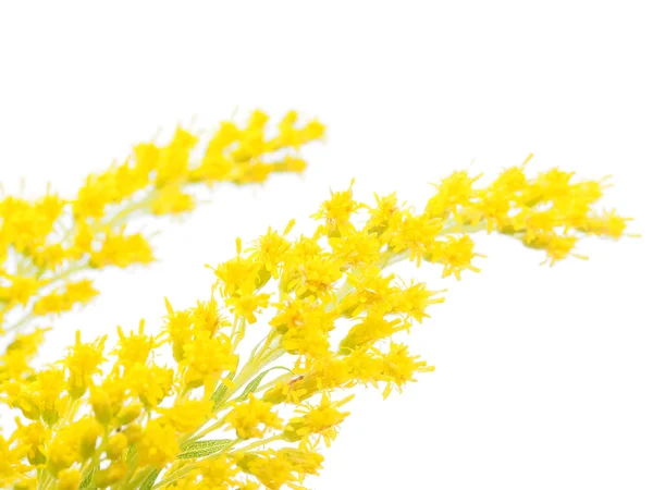 Goldenrod em um fundo branco — Fotografia de Stock