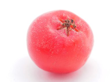 Beyaz arkaplanda rowan üzümü