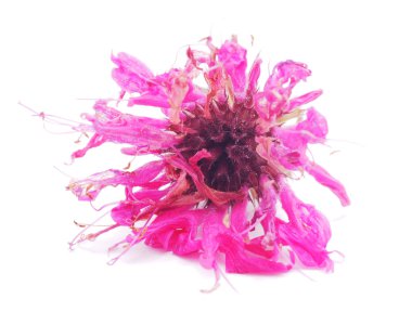 Beyaz bir arka plan üzerinde Bergamot çiçekler