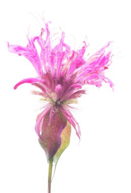Beyaz bir arka plan üzerinde Bergamot çiçekler