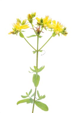 St John's wort çiçek beyaz bir arka plan üzerinde