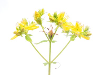 St John's wort çiçek beyaz bir arka plan üzerinde