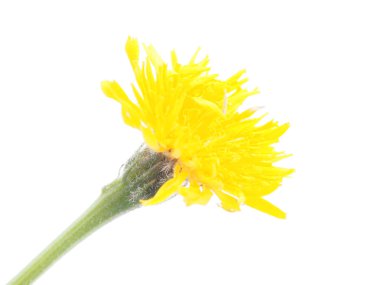 Çiçeği tuzlandır