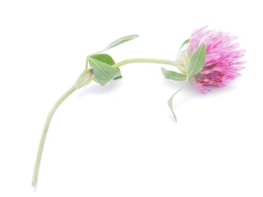 beyaz zemin üzerine yonca çiçek