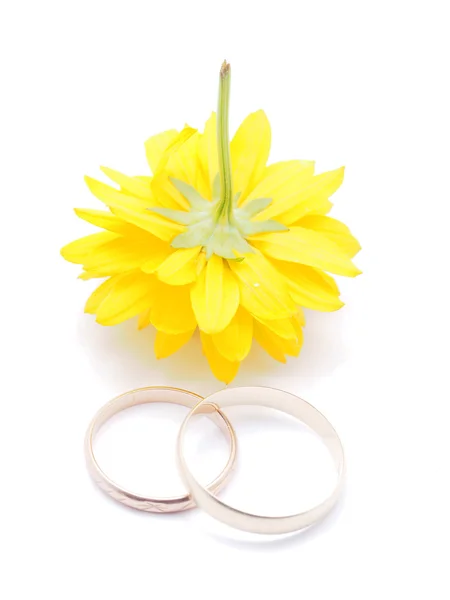 Anéis de casamento e flores aster em um fundo branco — Fotografia de Stock