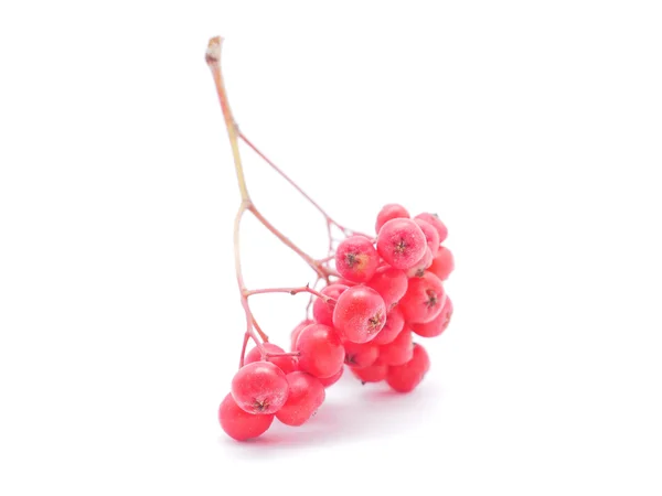 Rowan berries on a white background — Stock Photo, Image