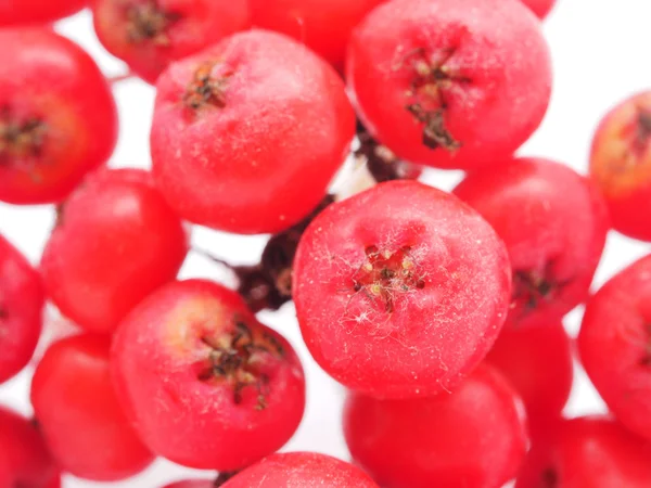 Rowan berries on a white background — Stock Photo, Image