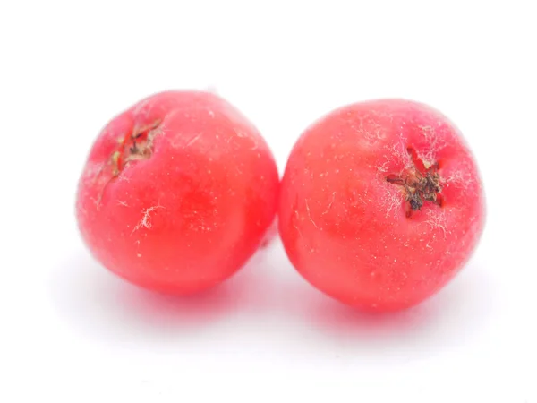 Рябиновые ягоды на белом фоне — стоковое фото