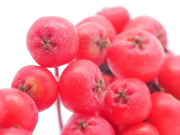 Rowan berries on a white background — Stock Photo, Image