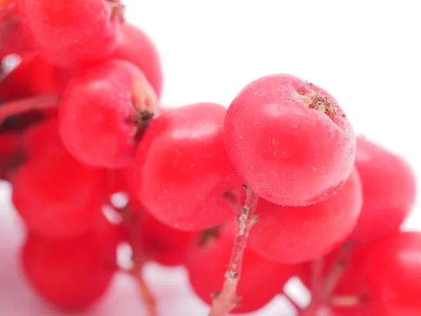 Rowan berries on a white background — Stock Photo, Image