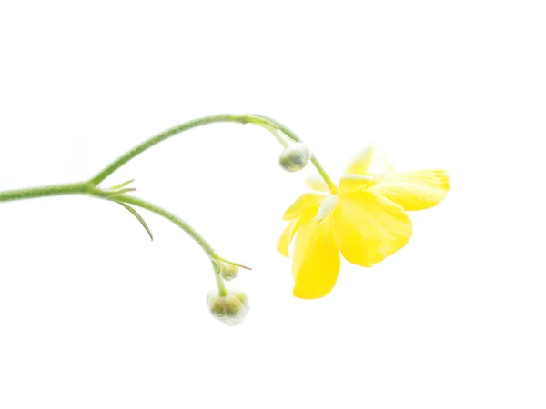 Buttercup on a white background — Stock Photo, Image