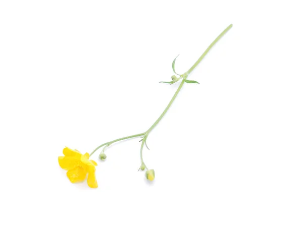 Buttercup on a white background — Stock Photo, Image