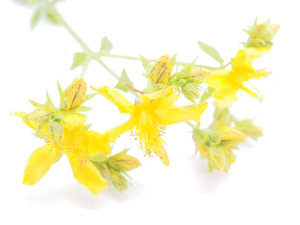 Johanniskrautblüten auf weißem Hintergrund — Stockfoto