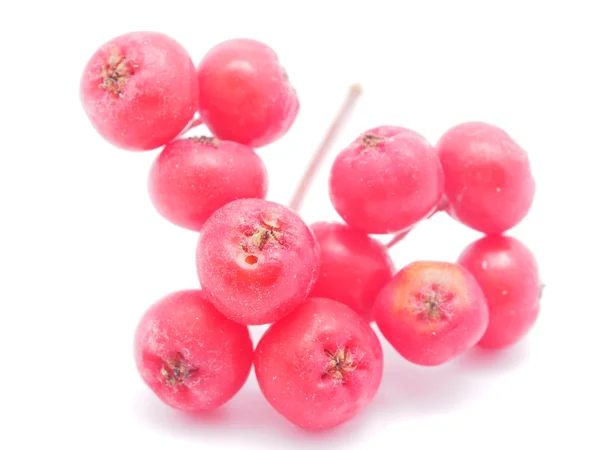 Rowan berries on a white background — Stock Photo, Image