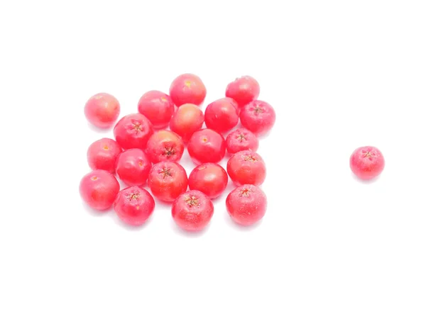 Rowan berries on a white background — Stock Photo, Image